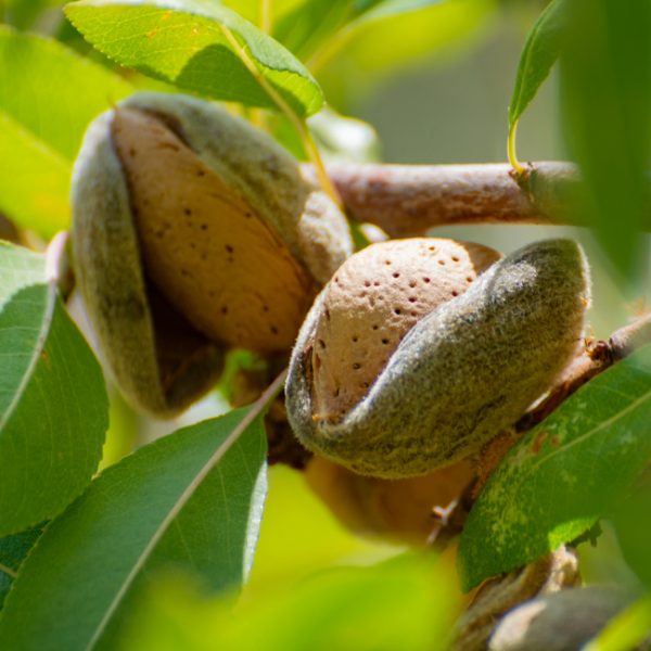 Cinnamon & Coconut Almonds